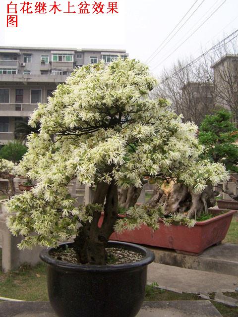 继木下山桩 檵木下山桩 继木盆景 白花继木