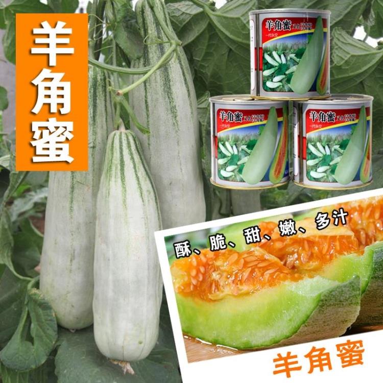 羊角蜜 羊角酥羊角脆种子 甜瓜酥瓜水果种子早熟甜脆酥嫩多汁甜瓜