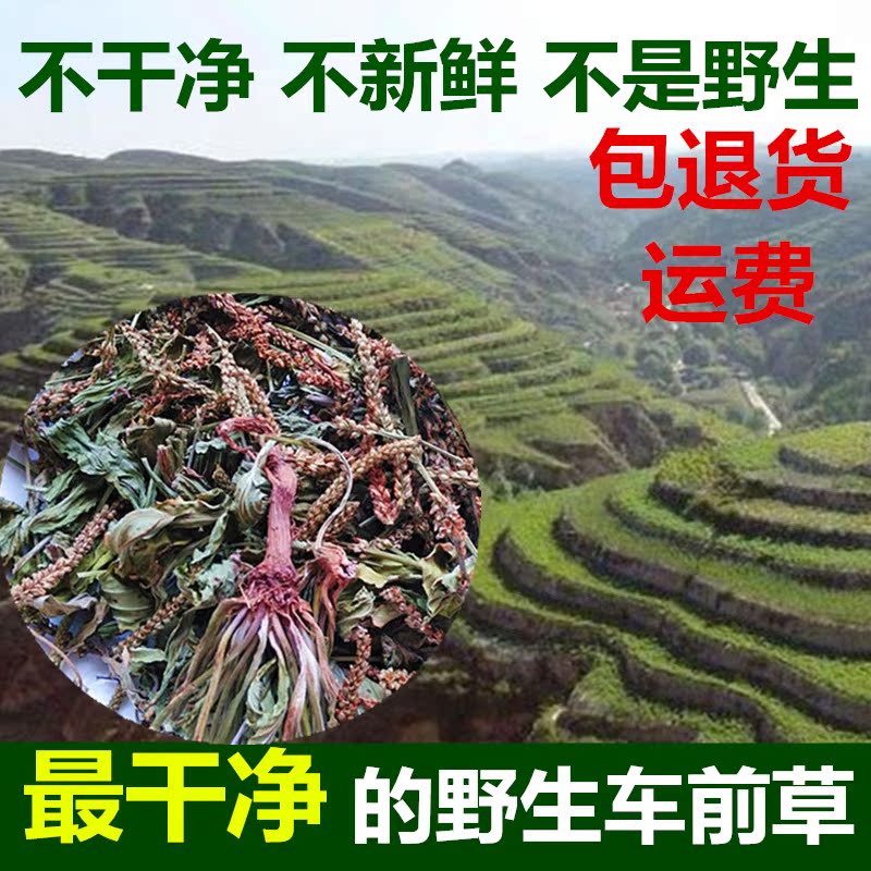 车前草野生全草新鲜干车前草茶天然中药材中草药车轮菜牛舌草500g