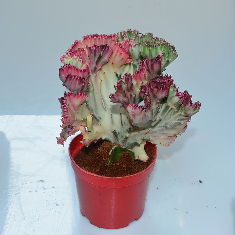 多肉植物玉麒麟 彩麒麟掌彩春风 防辐射吸甲醛 盆栽多肉花卉