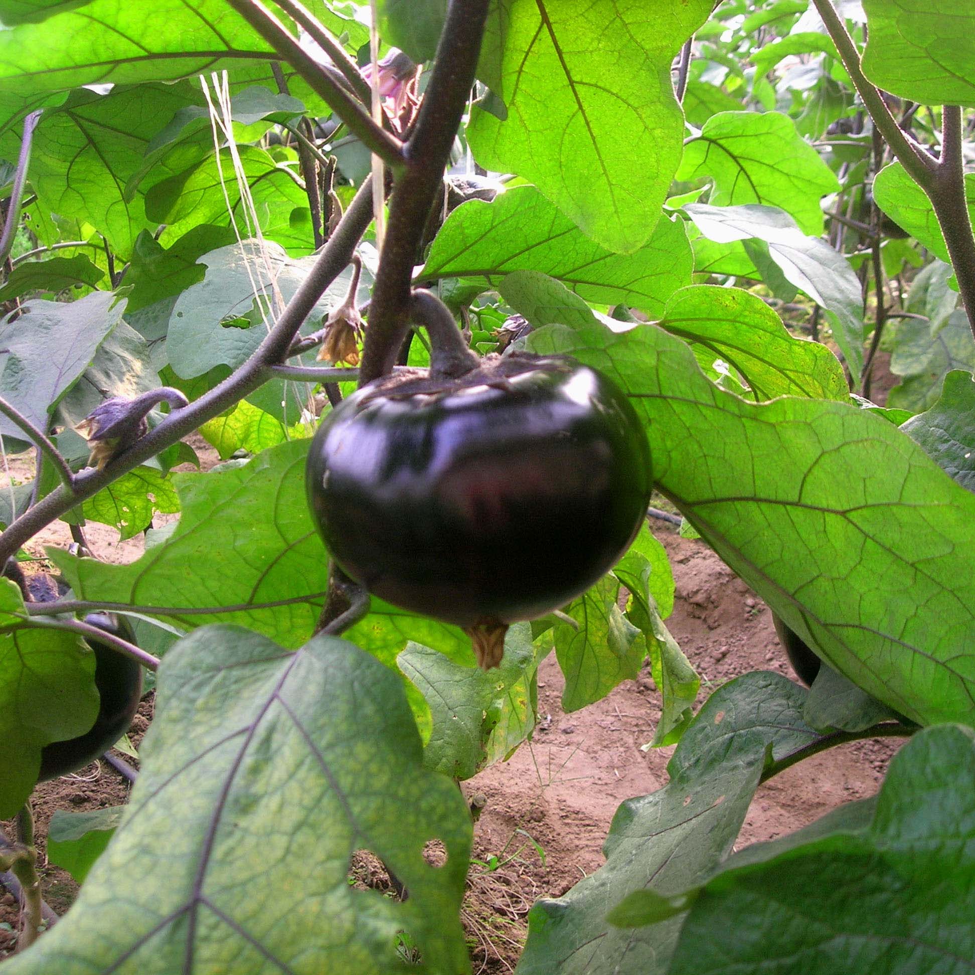 珍宝农业 紫茄子 新鲜蔬菜圆茄子 农家肥 当日现