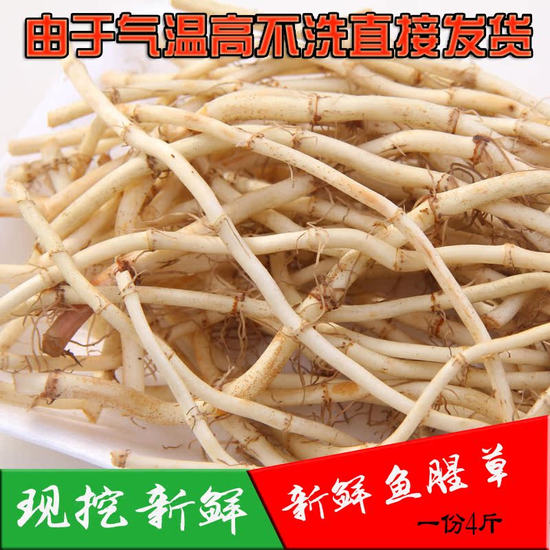 现挖新鲜鱼腥草凉拌菜野生折耳根节节根滋补营养品鱼腥草一份4份