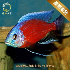 三湖慈鲷马鲷 血艳红 纯种台湾进口 纯种观赏鱼