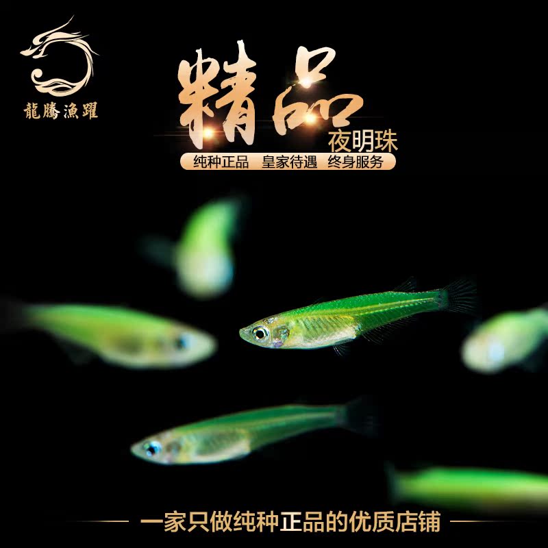 夜明珠灯鱼 绿色荧光鳉 萤光荧光鱼tk-1 观赏宠物鱼 活体