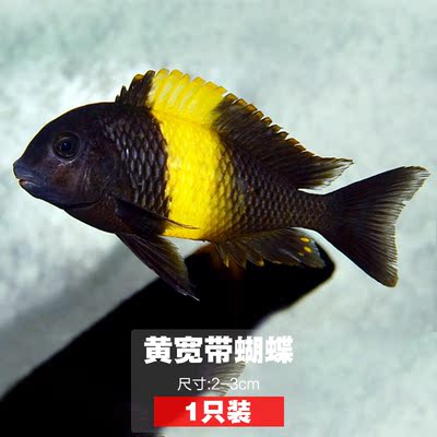 三湖慈鲷坦鲷观赏热带鱼珍珠蝴蝶鱼火狐狸红宽黄宽带胭脂蝴蝶活体