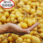 包邮 自动 天然文玩把玩铁包金小手捻挂件带龙头葫芦4到6厘米50元