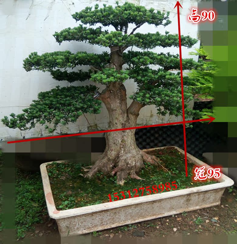 大型米叶罗汉松盆景树桩 实物 树形好根部好双干 罗汉松盆景造型