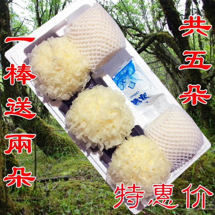 【共5朵】古田活耳新鲜银耳白木耳雪耳包糯鲜活带菌棒非银耳干货