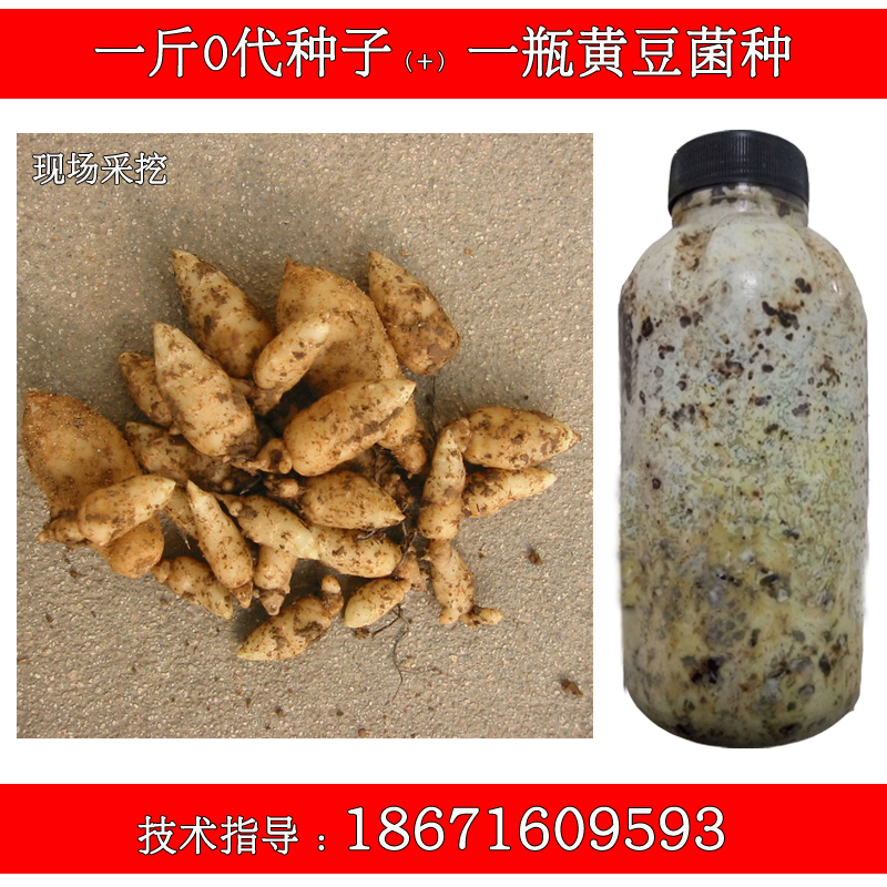 天麻种子 乌红天麻0代种 天麻种苗 天麻原种 黄豆菌种套餐不包邮