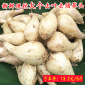 包邮 农家自种藠头教头茭头5斤 江西特产南方蔬菜现挖新鲜荞头叫头