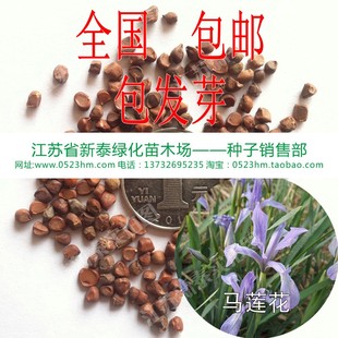 散装马莲种子 马莲花 蝴蝶花 马蔺种子 马兰花种子 包邮