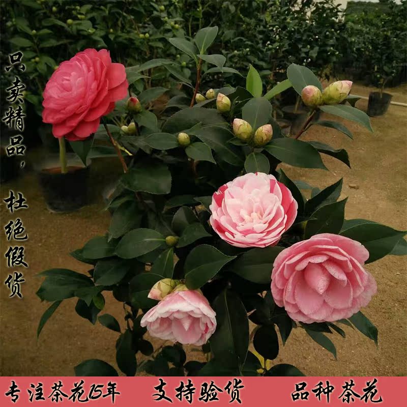 室内外品种山茶花树苗盆景带花苞香妃五色赤丹黑魔法茶梅花苗盆栽