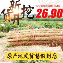 限区 包邮 焦作特产正宗温县铁棍山药河南铁杆淮山怀山 新鲜五斤装