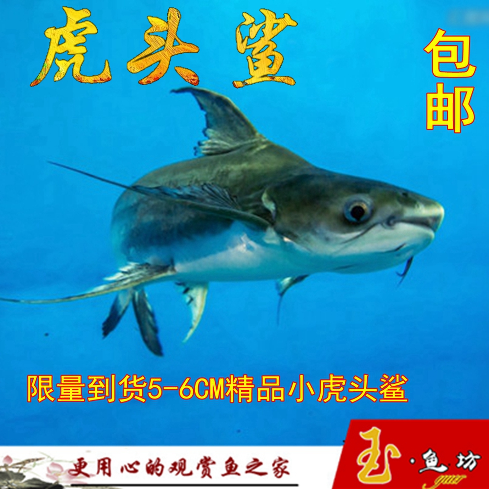 虎头鲨蓝鲨鱼虎头鲨活体 成吉思汗鲨热带鱼 观赏鱼大型热带鱼混养