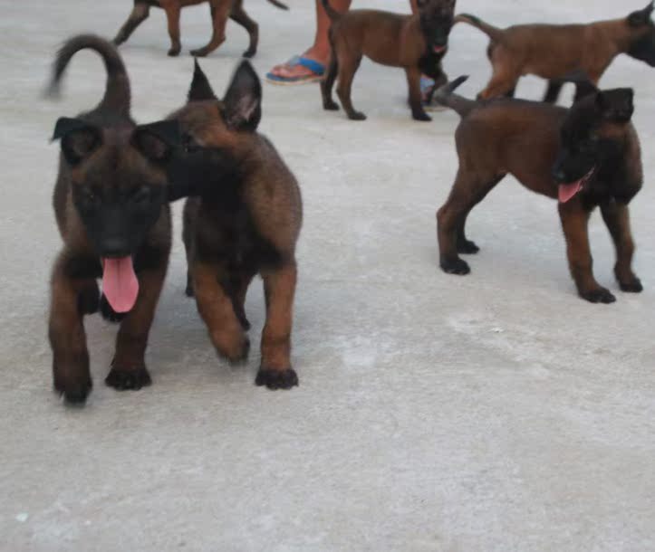 出售犬舍纯种比利时牧羊犬 马犬宠物狗 马犬牧羊犬大型狗活体幼犬