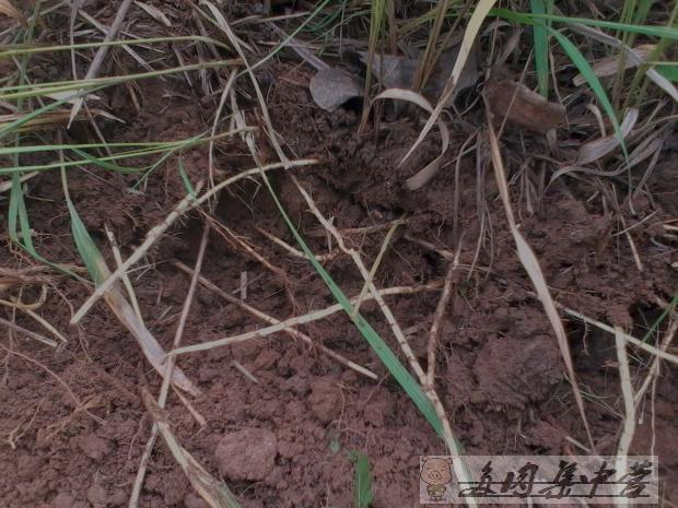 现挖野生新鲜白茅根 茅草根甜草根 茅根草茅根水 竹