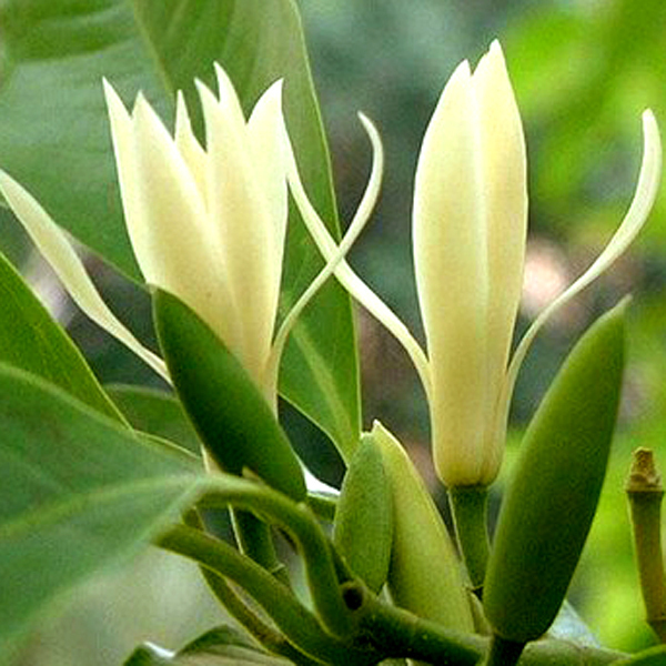 白玉兰花苗 白兰花卉盆栽四季 绿植庭院植物苗 嫁接白玉兰花包邮