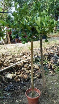 香水柠檬树棒棒糖带花带果清香一物一拍室内绿植盆栽运费各地调整