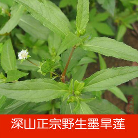 新鲜旱莲草 野生墨旱莲 莲子草鳢肠金陵草白旱莲黑墨草黑头草莲草