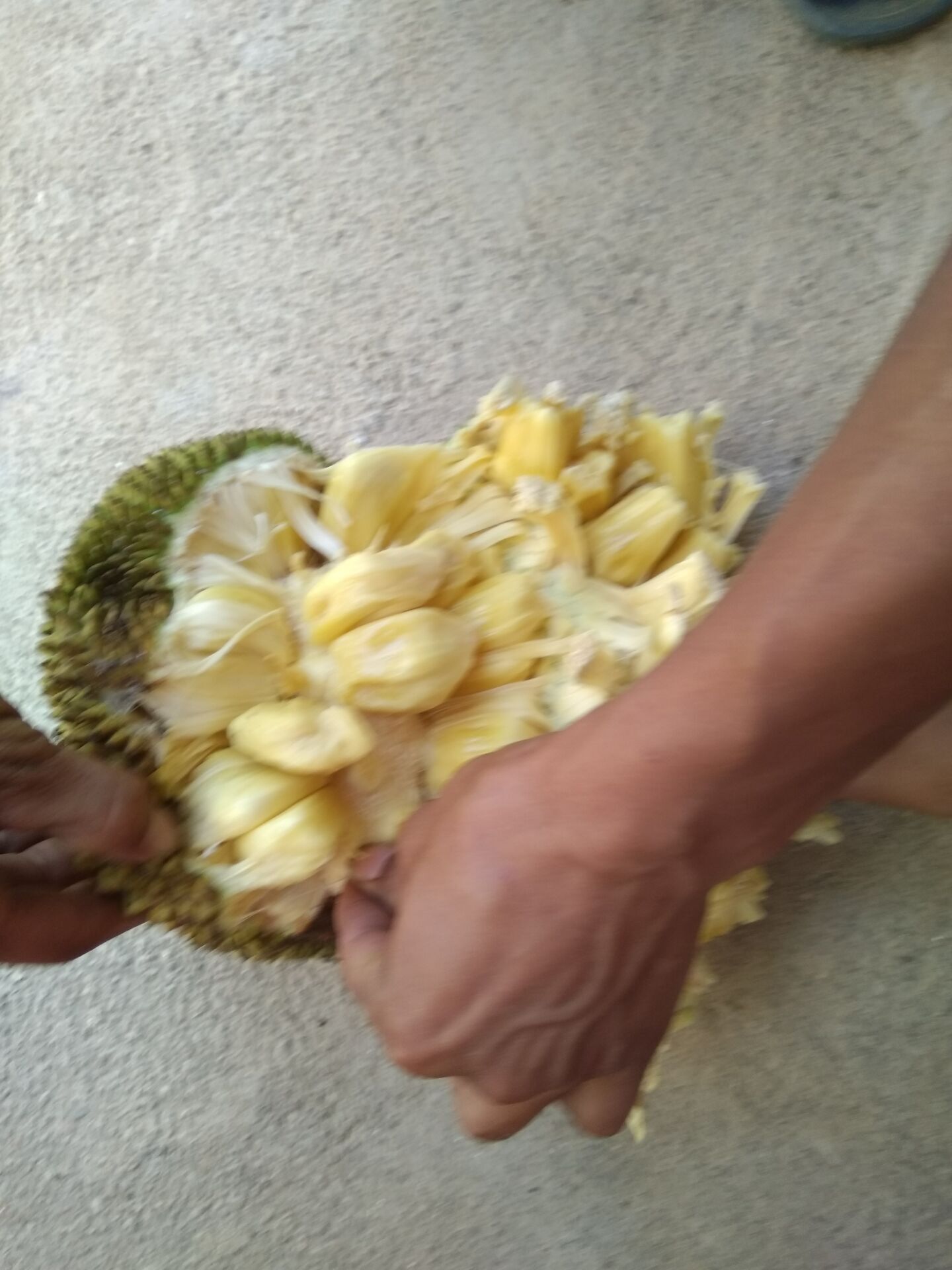菠萝蜜新鲜水果包邮高州特产水果菠萝蜜干苞木波萝蜜大树菠萝湿包