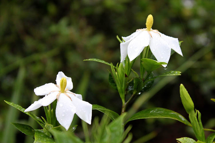 特产 栀子花朵 野生山栀子花菜纯天然 2018年5月上市新鲜花 预售