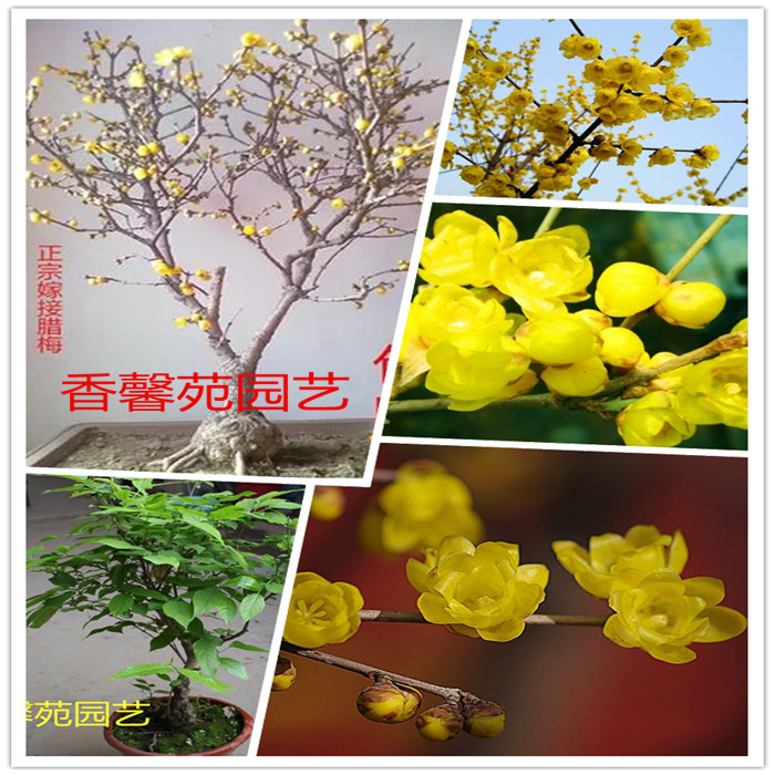 腊梅树苗盆景花卉树桩红梅花盆景苗树桩腊梅花盆栽 包