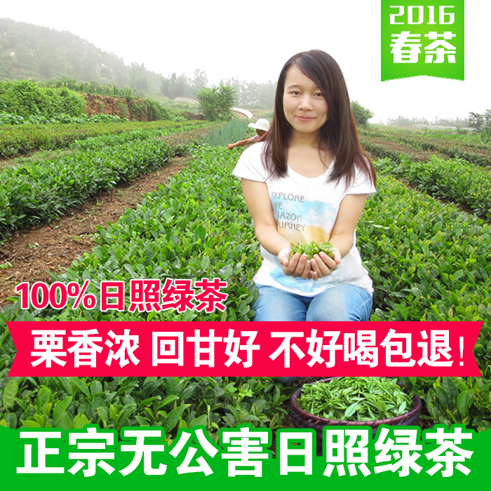 绿茶日照绿茶2016新茶叶春茶炒青散装特级雪青有机板栗香500g包邮