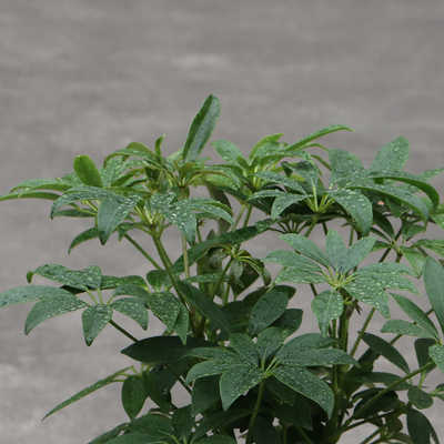 招财树 七叶莲 鸭脚木 室内客厅办公盆栽绿色植物 吸尼古丁甲醛