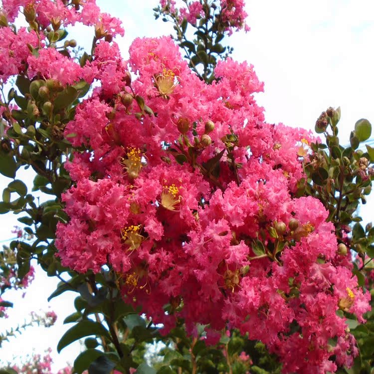 紫薇花紫薇树红花紫薇百日红庭院观花乔木四川红花紫薇痒痒树