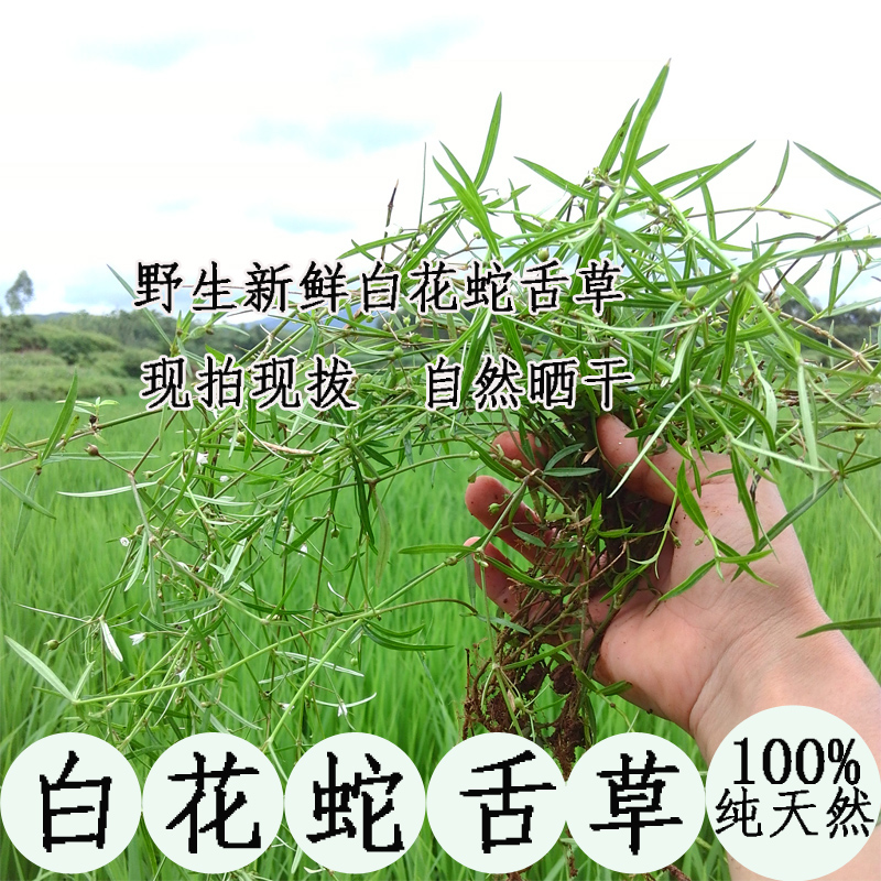 2016年天然野生新鲜白花蛇舌草、干货、蛇针草 现晒蛇利草 500g