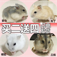 银狐紫仓布丁三线宝宝活体小ss包风险类2只送运输盒 宠物苍 仓鼠