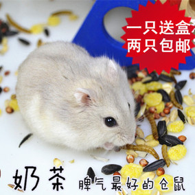 宠物银狐布丁仓鼠宝宝活体三线活体紫仓小ss包邮送运输盒买二送粮