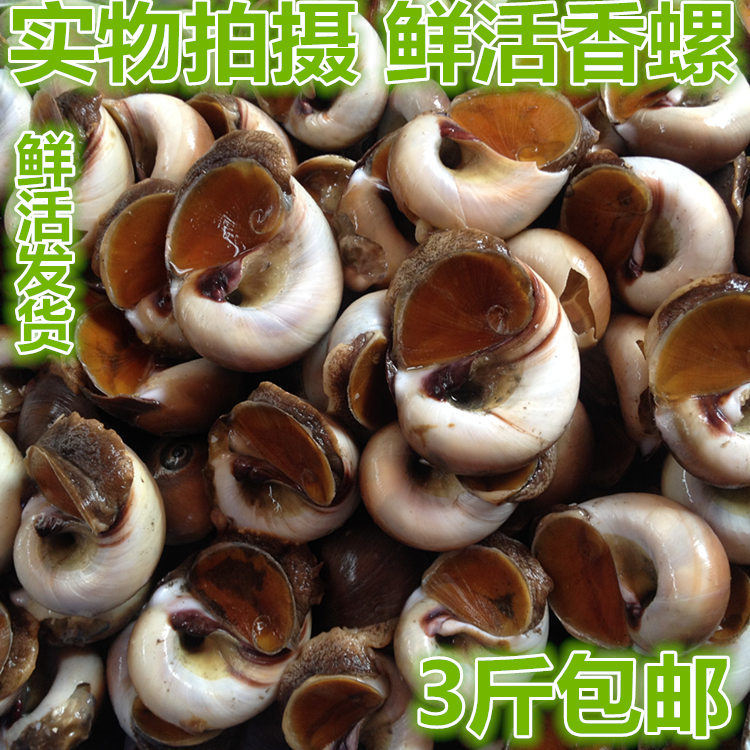 东港海鲜香螺 野生新鲜红香螺甜螺黄香玉螺肚脐螺活海螺3斤包邮