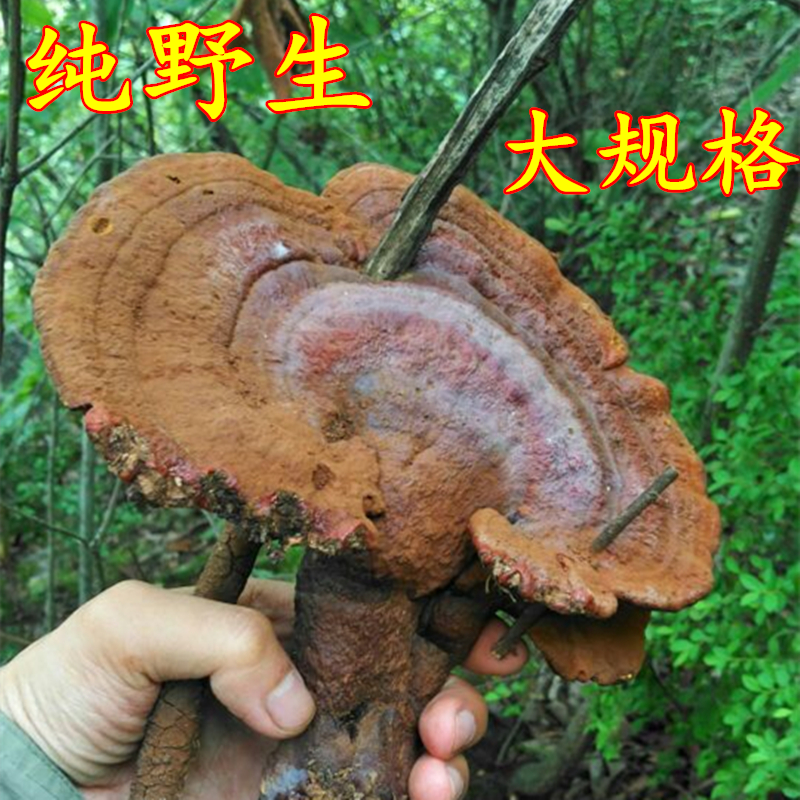 神农架深山纯天然野生林芝特级大个赤灵芝整枝纯野生灵芝正品250g