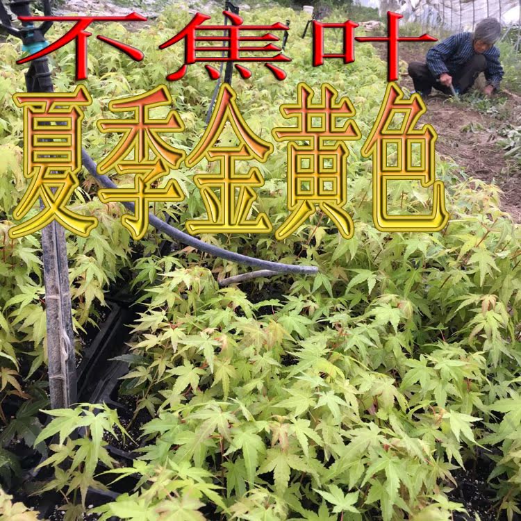 黄金枫黄枫金陵不焦叶正宗树苗庭院盆景盆栽秋季也红叶扦插红枫苗