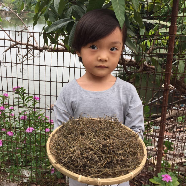 中药材 半支莲半枝莲挖耳草通经草可配白花蛇舌草500g包邮