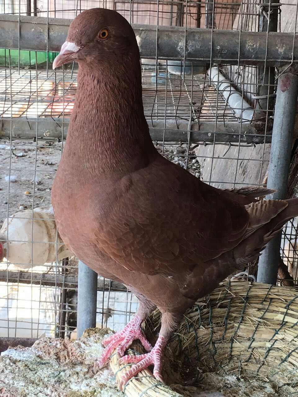 散养红卡奴鸽子活体低价活物种鸽红色幼鸽观赏鸽肉鸽一对包邮黄色