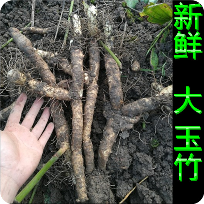 2016现挖现卖新鲜玉竹 张家界农家货无任何加工与处理 玉竹条鲜货