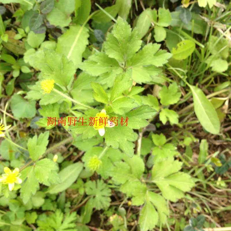 野生新鲜毛莨 茴茴蒜鸭脚板 烂肺草 紫茎毛莨起泡草 毛茛新鲜现采