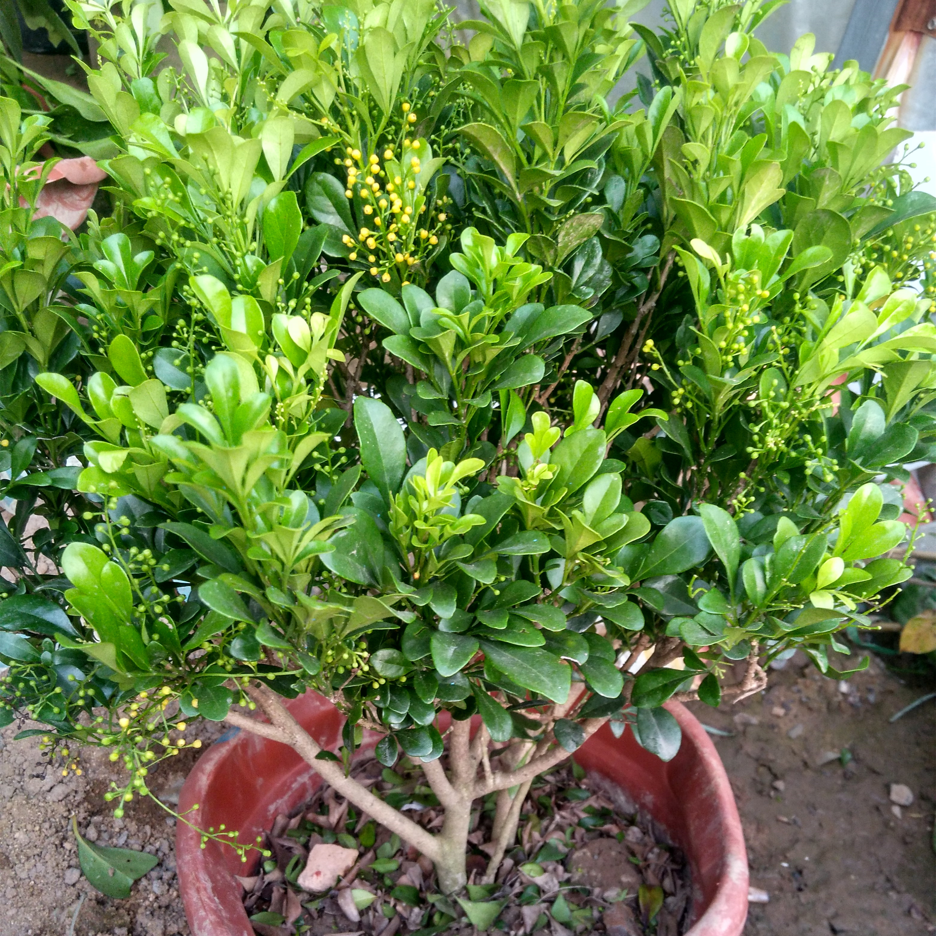 米兰花 盆栽植物包邮 开花绿植盆栽米兰驱蚊子四季常青花卉 包邮