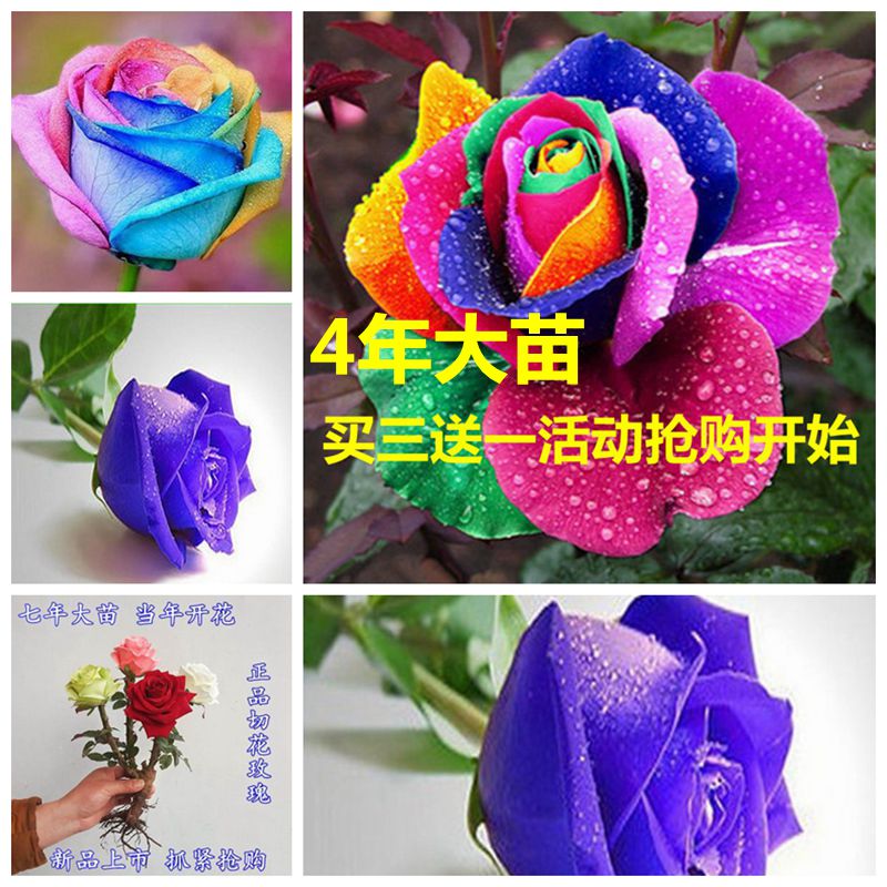 花卉绿植物玫瑰花苗 七彩玫瑰 玫瑰苗 玫瑰花苗 玫瑰盆栽当年开花