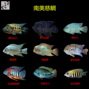 正品[火口鱼]紫红火口鱼评测 天网火口鱼图片