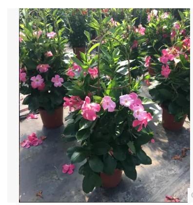 飘香藤 攀爬类耐寒植物花卉盆栽双喜藤 络石藤盆景庭院爬藤植物苗
