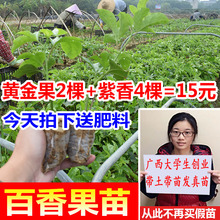 包邮 巨无霸广西百香果种苗 紫香一号 满天星 黄金果 百香果苗