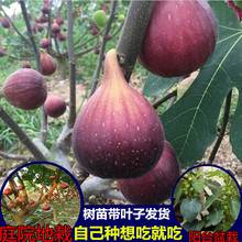南方北方种植庭院当年结果阳台盆栽无花果苗 盆栽果树无花果树苗