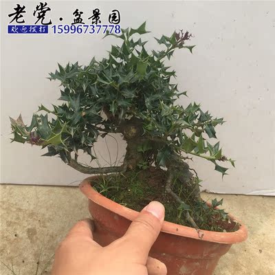 精品有刺枸骨实物小叶有刺构骨盆景植物下山桩包邮枸骨盆景树桩