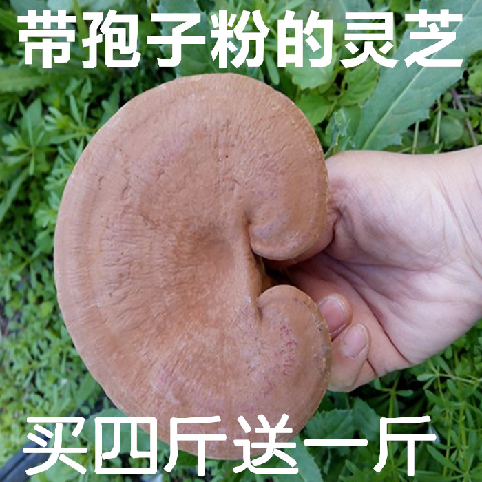 灵芝长白山半野生灵芝赤灵芝种植自家整个整柱灵芝带孢子粉包邮