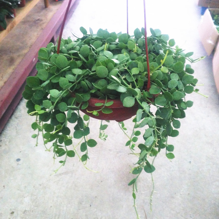 吊金钱多肉植物串钱藤垂吊篮花卉室内阳台百万心纽扣玉藤肉肉盆栽