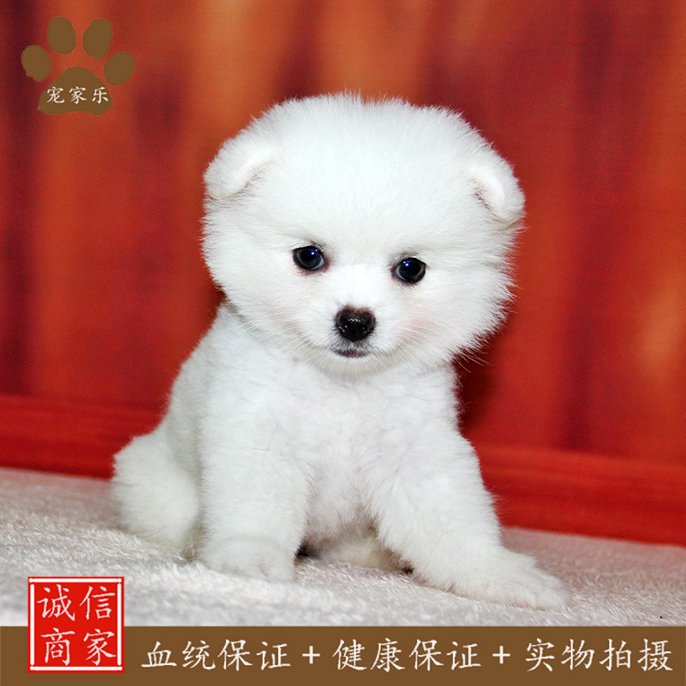 宠家乐可爱呆萌博美纯种幼犬小型犬活体宠物狗狗哈多利球体