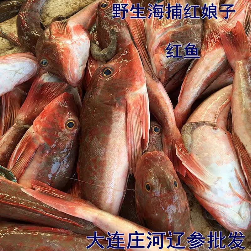 红鱼